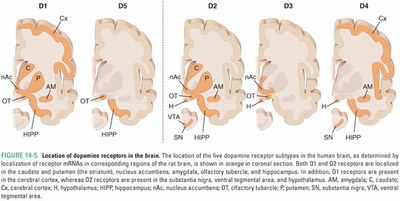 Localisation of D2 receptor in brain