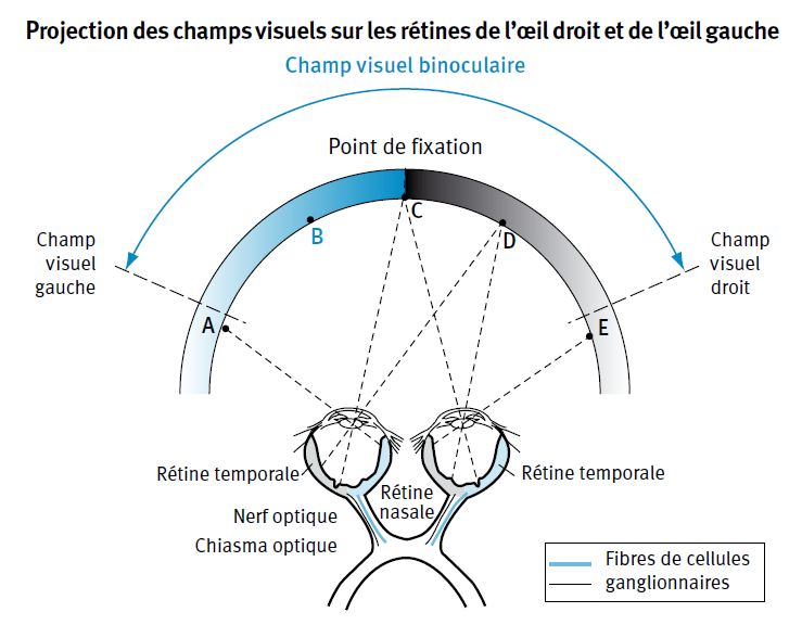 Projection des champs visuels sur la rétine