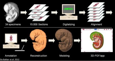 Protocole atlas embryo 3D
