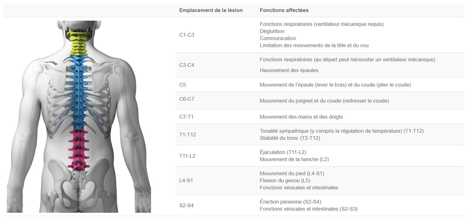 Relation lesion MEP et fonction affectée