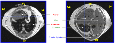 souris axial transversal
