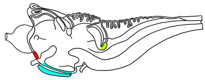 Lamproie coupe sagittale médiane 