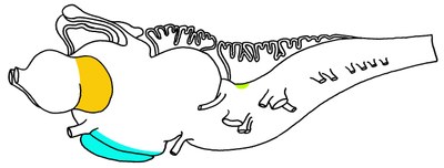 Lamproie : Vue latérale