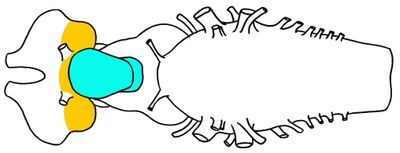 Lamproie : Vue ventrale