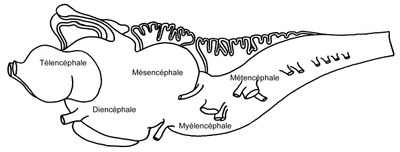 Lamproie : localisation des cinq vésicules