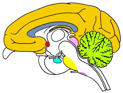 Singe : Macaque rhésus  - Coupe sagittale médiane