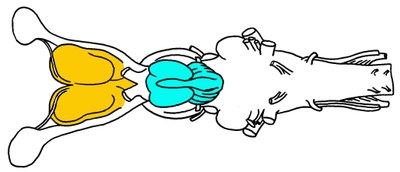 Requin : vue ventrale