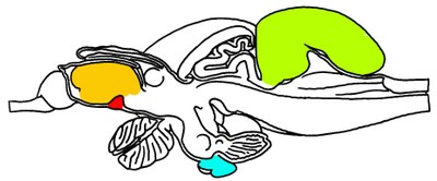 Truite : Coupe sagittale médiane