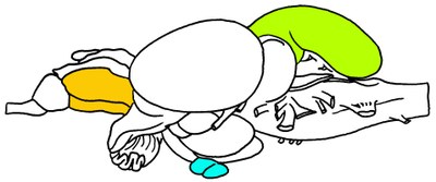 Truite : Vue latérale