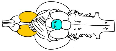 Truite : Vue ventrale