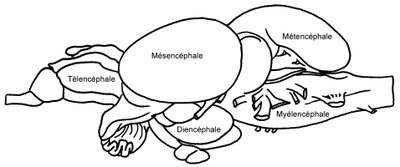Truite : Localisation des cinq vésicules