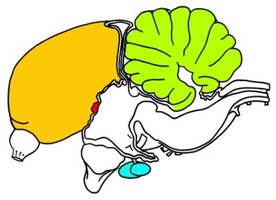 Pigeon : Coupe sagittale médiane