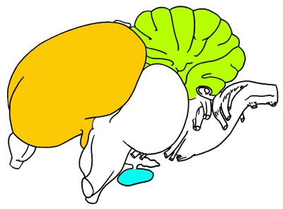 Pigeon : Vue latérale