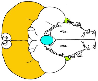 Pigeon : Vue ventrale