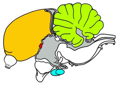 Pigeon : Coupe sagittale médiane, ventricules colorisés