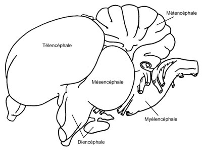 Pigeon : Localisation des cinq vésicules