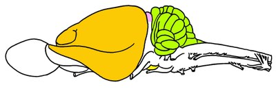 Opossum : Vue latérale