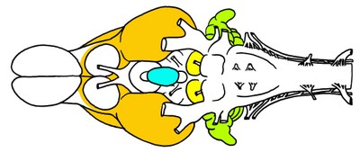 Opossum : Vue ventrale