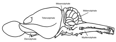 Opossum : localisation des cinq vésicules