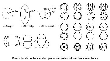 diversitépollen.jpg