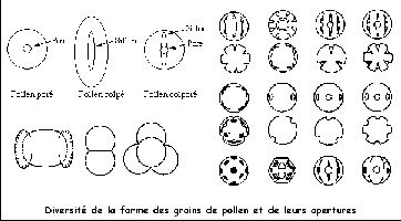 diversitépollen.jpg