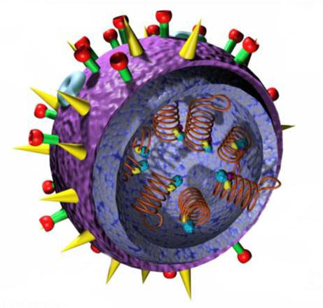 H5N1-3Dvirus.jpg