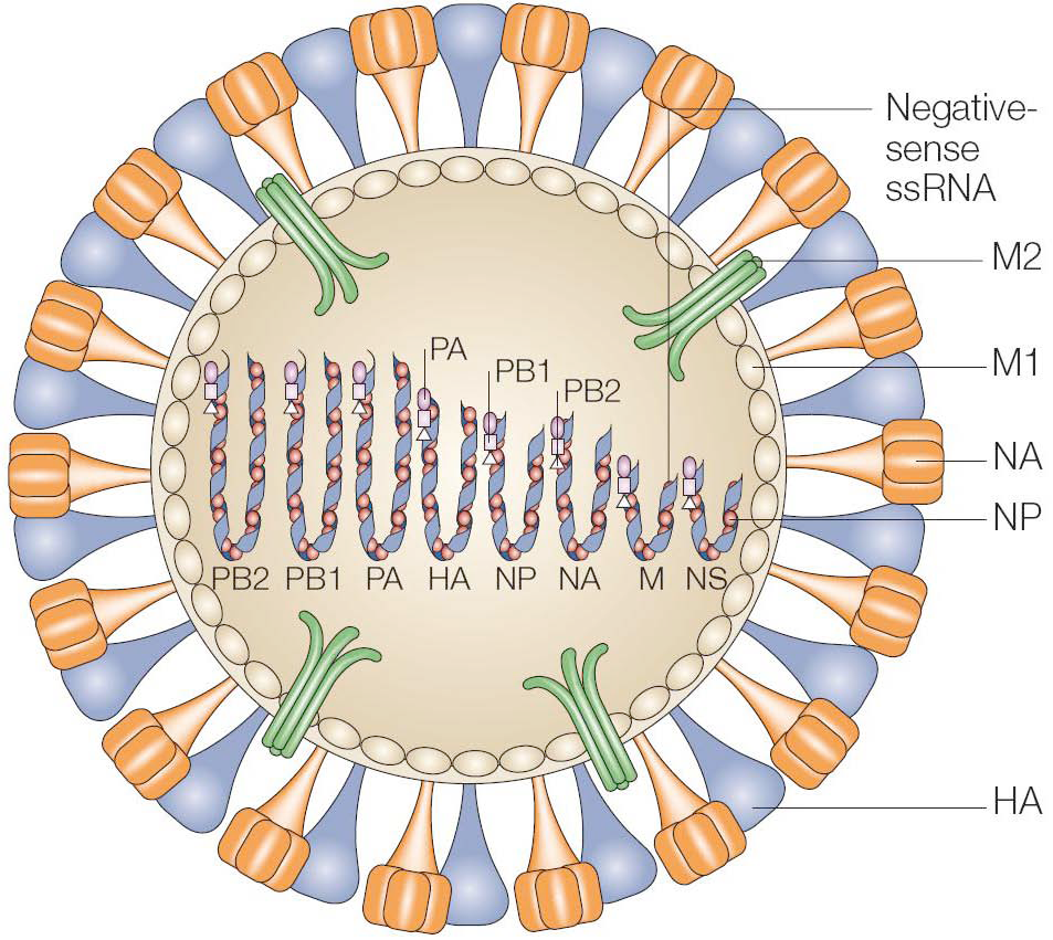 image virus ARN et protéines