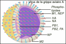 virus 2.gif