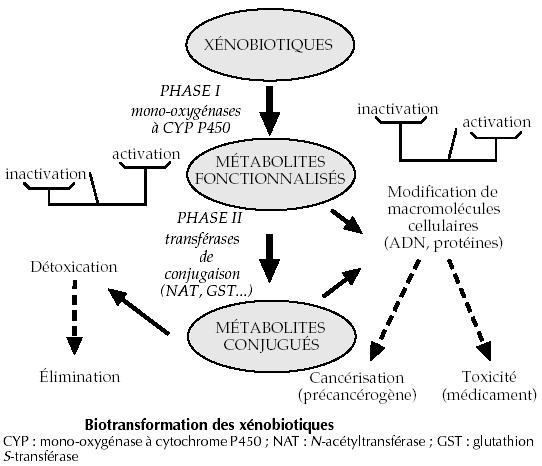 Interactions enzymatiques de détoxification