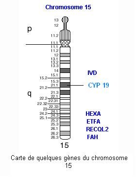 carte génétique du chromosome 15