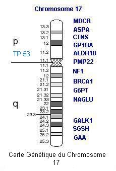 carte génétique du chromosome 17
