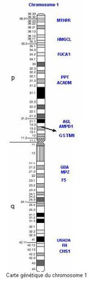 carte génétique du chromosome 1