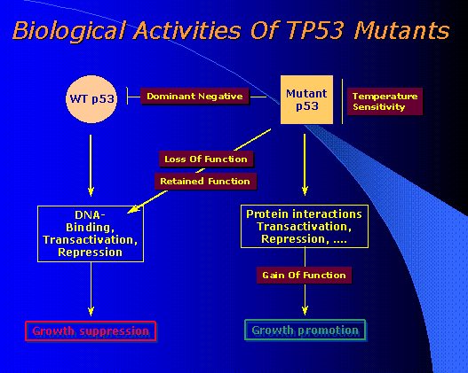 Quelques fonctions de la protéine p53