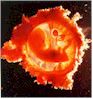 foetus13.jpg