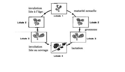 Etapes des transformations mammaires
