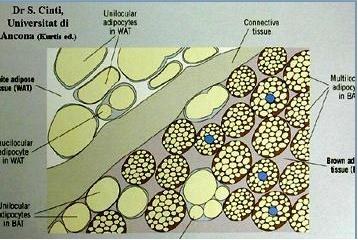Tissu adipeux brun et blanc