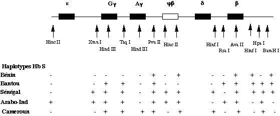 D'après http://www.im3.inserm.fr/hemoglobine/
