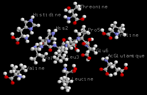 L'hexapeptide et ses 6 acides amins libres