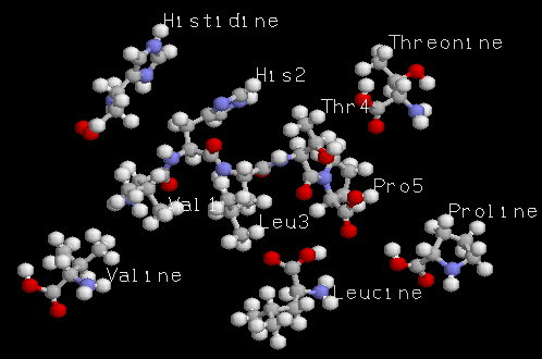Le pentapeptide et ses 5 acides amins libres