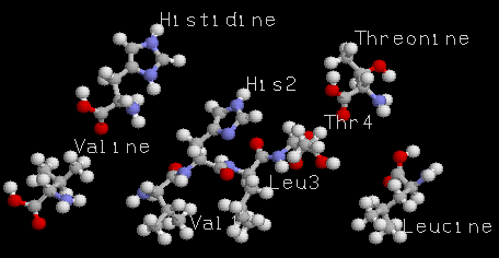 Le ttrapeptide et ses 4 acides amins libres