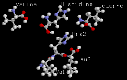 Le tripeptide et ses 3 acides amins libres