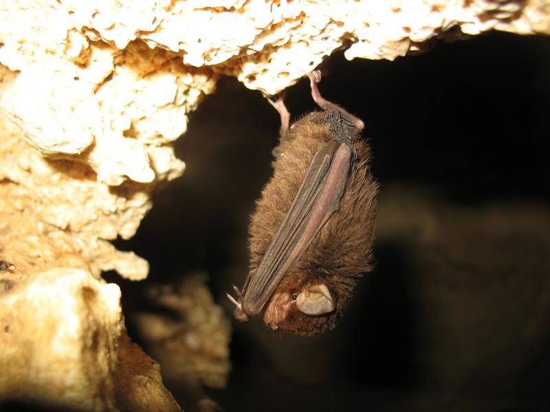 BL chauve souris.JPG