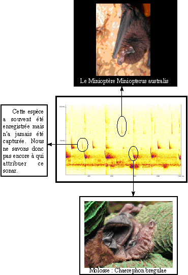 VP sonogramme chauve souris.jpg
