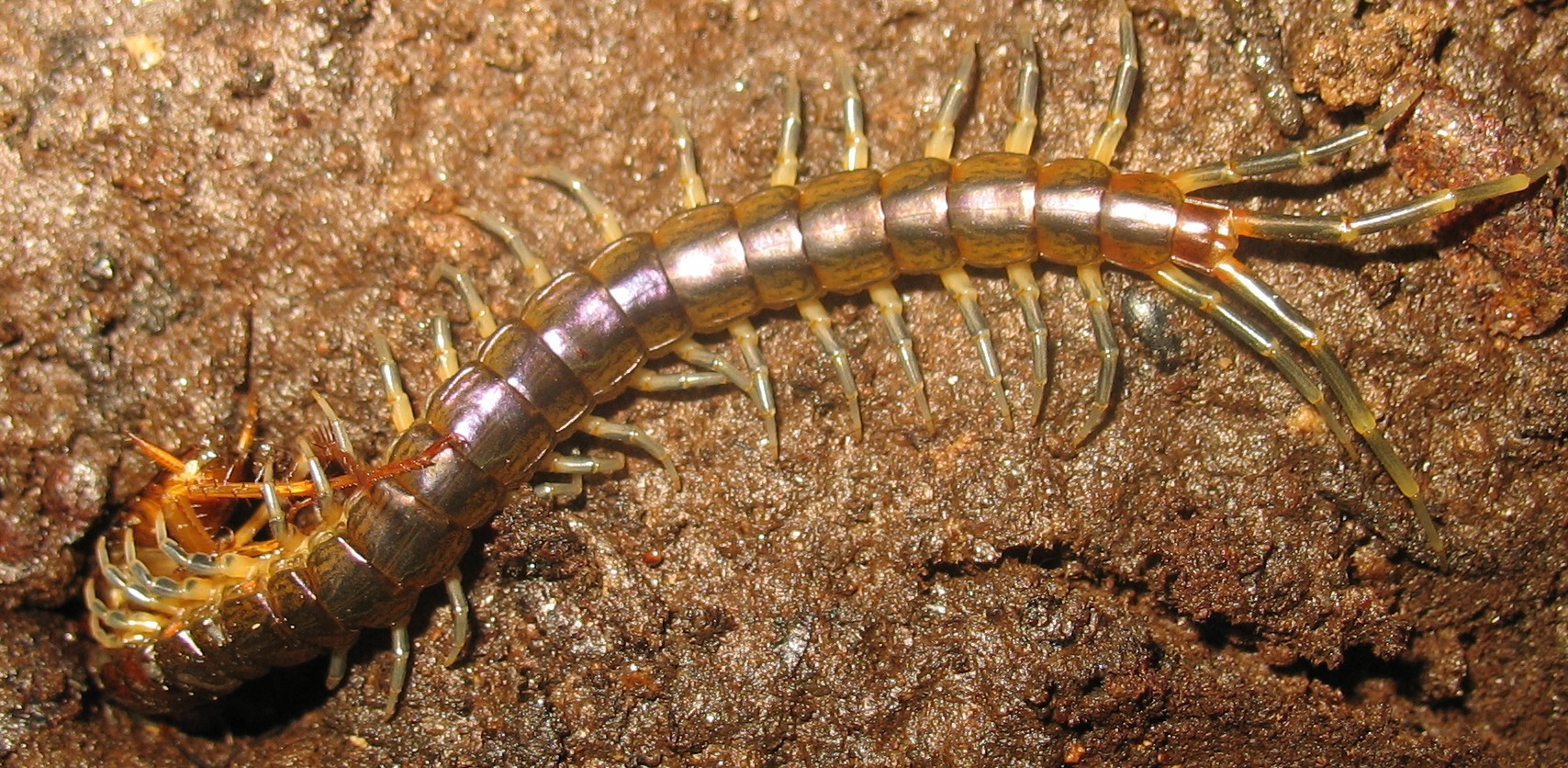 BL Scolopendre.jpg
