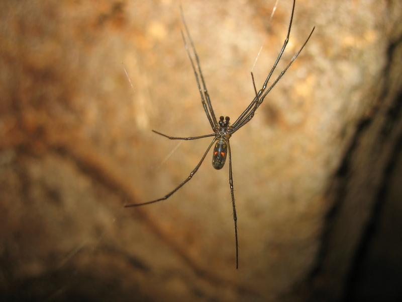 BL araignée.JPG