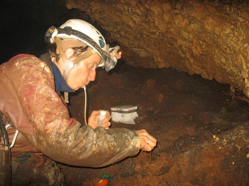 BL aspirateur à insecte.JPG