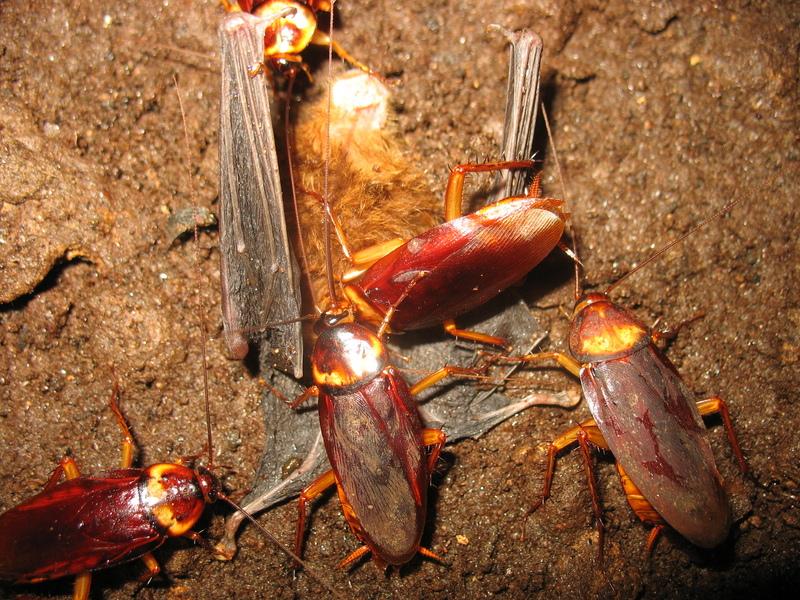 BL blattes sur cadavre de chauve souris grotte d'Aore.JPG