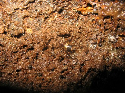 BLothoptère et mycellium.JPG