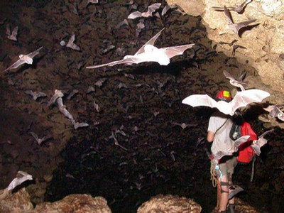 SE vol chauve souris.JPG