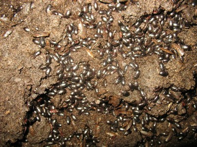 Tenebrionidés dans la grotte d'Aore. Photographie de Bernard Lips.JPG
